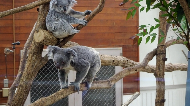 東山動植物園のコアラ